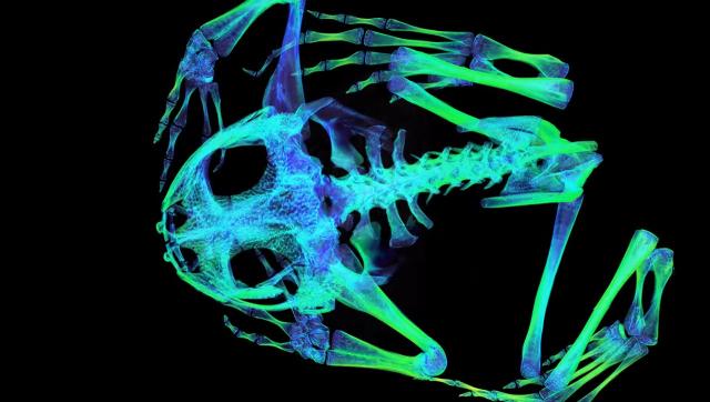 X-RAY Images Reveal Animal Kingdom's 3D Model Treasure Trove