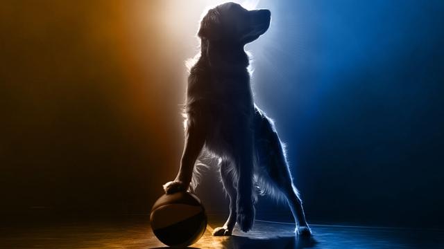 Air Bud Returns: Golden Retriever is Back on the Court