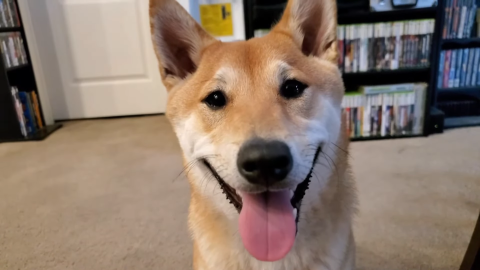 First Dog Speedrunner to Debut at AGDQ 2024