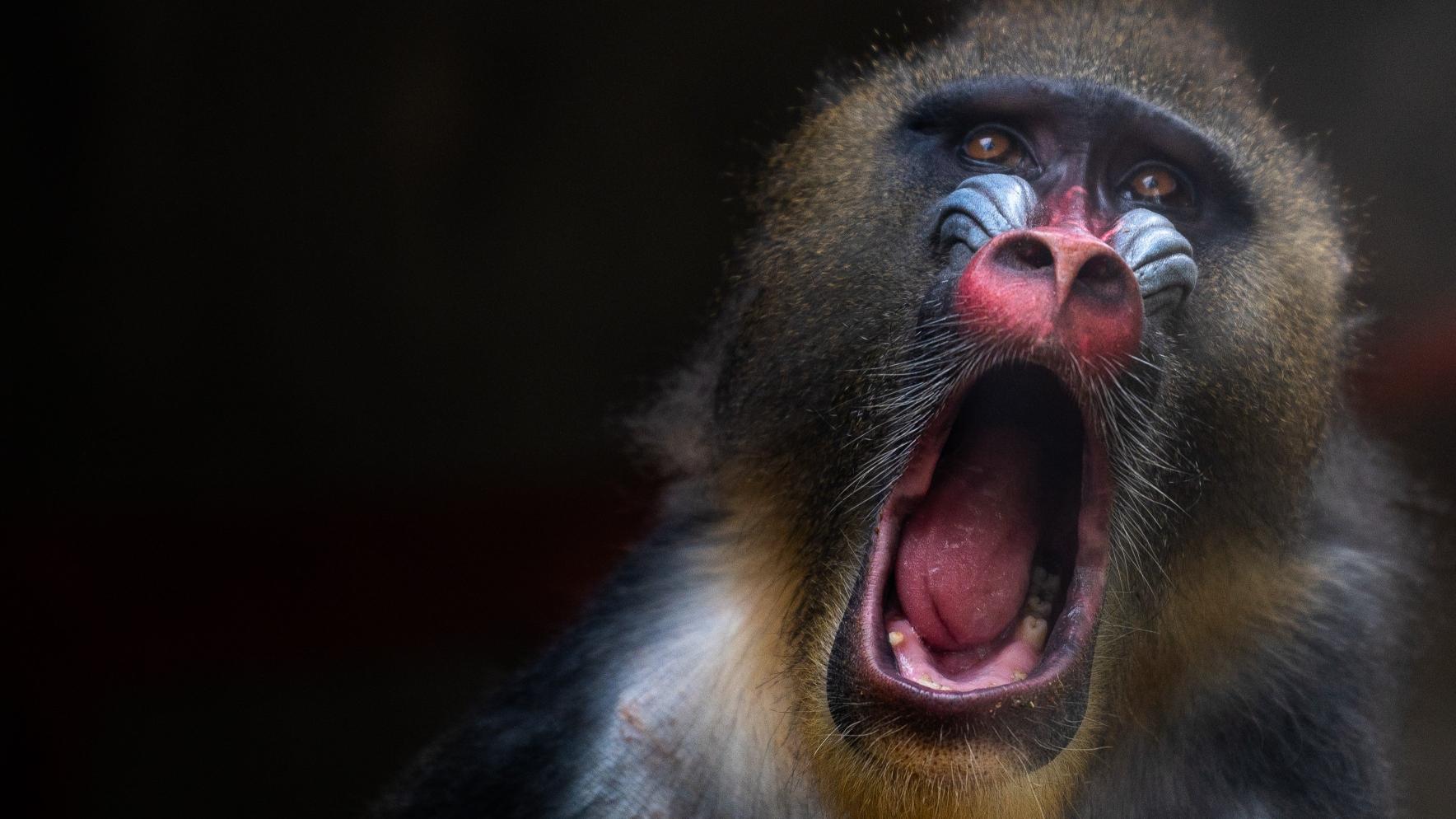 Gladiator 2 Clips Show Baboon Attack Before Actor Strike
