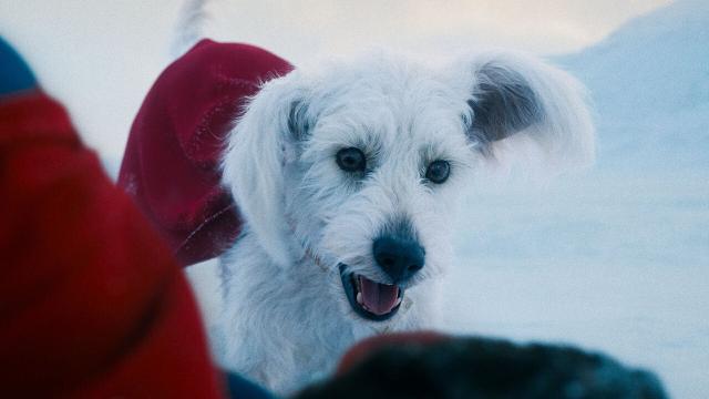 Krypto Ignites 'Adopt a Dog Near Me' Searches, James Gunn Thrilled