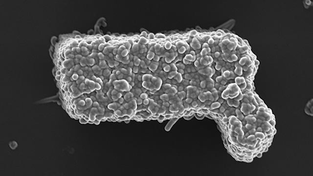 Scientists Develop Tiniest Ever Nerf Gun Model Using DNA Strands
