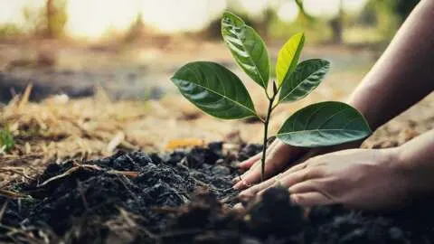 Batteries Plus: Arbor Day sale and tree-planting campaign