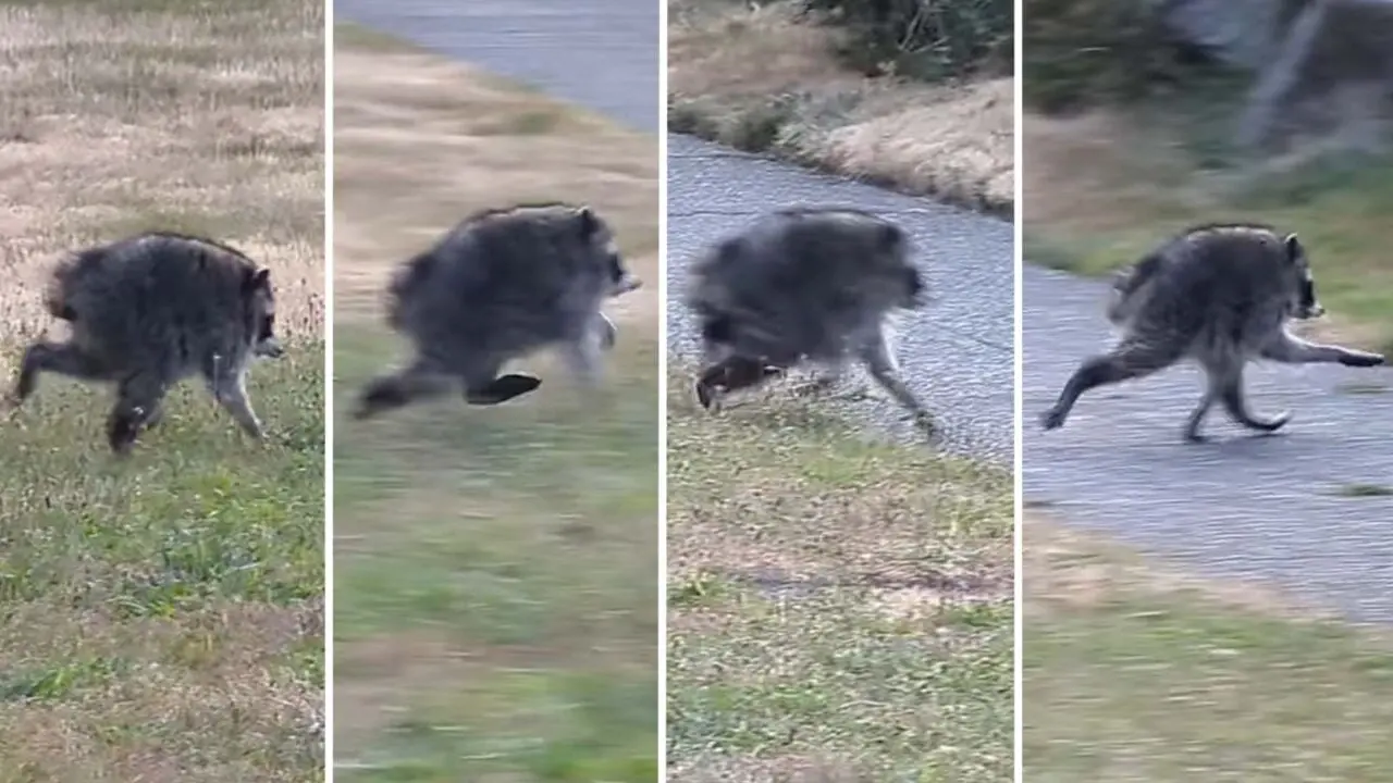 Jimothy the raccoon: viral sensation and his impact on social media