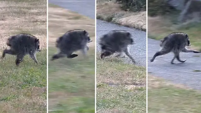 Jimothy the raccoon: viral sensation and his impact on social media